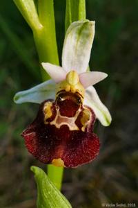 Ophrys fuciflora