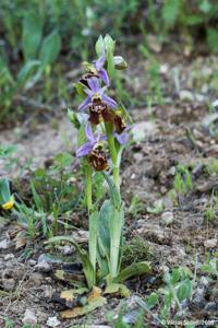 Ophrys fuciflora subsp. apulica