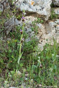 Ophrys fuciflora subsp. apulica