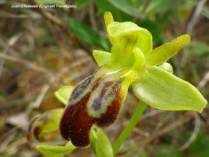 Ophrys fusca