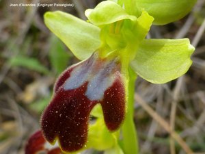 Ophrys fusca