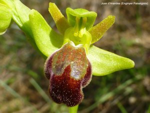 Ophrys fusca