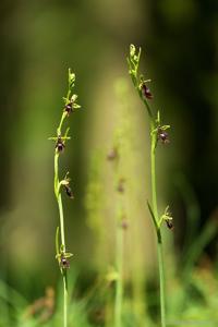 Ophrys insectifera