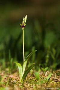 Ophrys insectifera