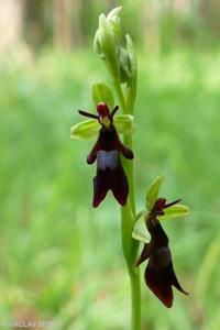 Ophrys insectifera