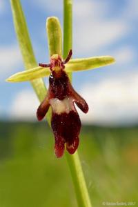 Ophrys insectifera