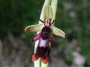 Ophrys insectifera