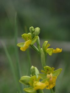 Ophrys lutea