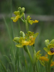 Ophrys lutea