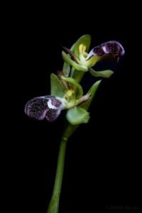 Ophrys omegaifera subsp. dyris
