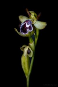 Ophrys omegaifera subsp. dyris
