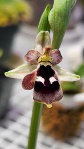 Ophrys reinholdii