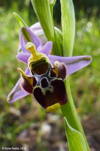Ophrys scolopax subsp. cornuta