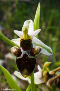 Ophrys scolopax subsp. cornuta