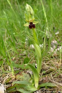 Ophrys sphegodes