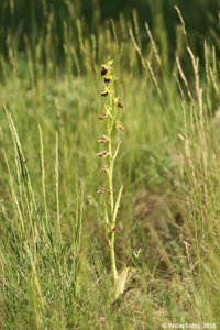 Ophrys sphegodes