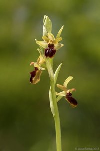 Ophrys sphegodes