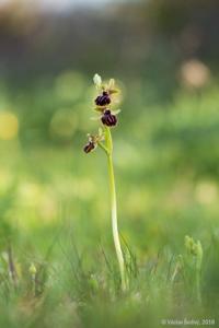 Ophrys sphegodes subsp. passionis