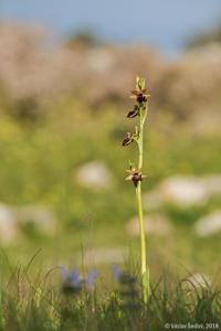 Ophrys sphegodes subsp. passionis