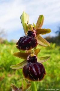 Ophrys sphegodes subsp. passionis