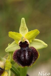 Ophrys sphegodes subsp. passionis