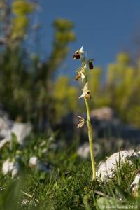 Ophrys sphegodes subsp. sphegodes