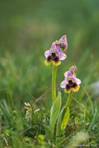 Ophrys tenthredinifera