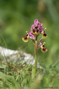 Ophrys tenthredinifera