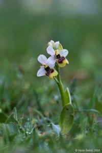 Ophrys tenthredinifera
