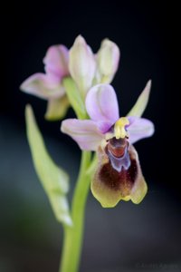 Ophrys tenthredinifera
