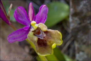 Ophrys tenthredinifera