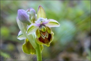 Ophrys tenthredinifera