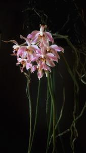 Paraphalaenopsis laycockii