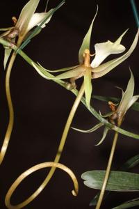 Plectrelminthus caudatus