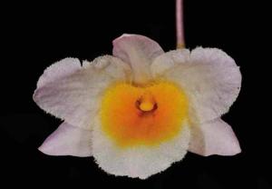 Dendrobium farmeri