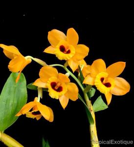 Dendrobium denneanum