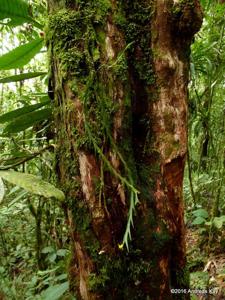 Lockhartia longifolia