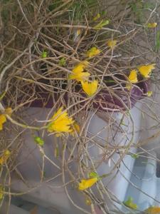 Dendrobium subclausum var. pandanicola