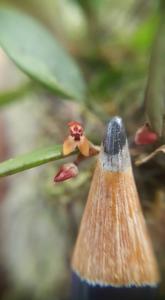 Anathallis vitorinoi