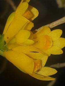 Dendrobium subclausum var. pandanicola