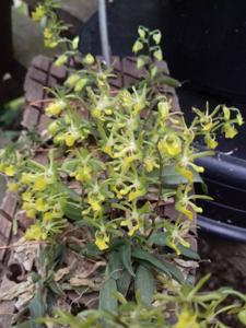 Platyrhiza quadricolor