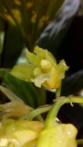 Xylobium variegatum