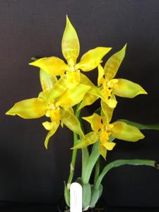 Rossioglossum schlieperianum