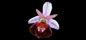 Ophrys argolica subsp. aegaea