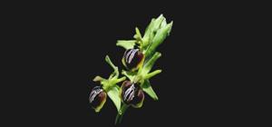 Ophrys sphegodes subsp. aesculapii