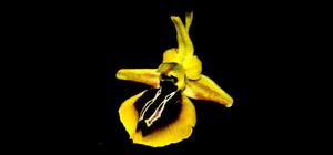 Ophrys sphegodes subsp. aesculapii