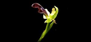 Ophrys omegaifera subsp. dyris