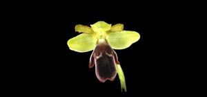 Ophrys omegaifera subsp. dyris