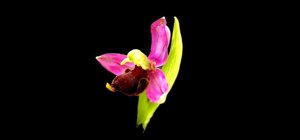 Ophrys apifera