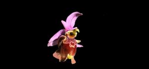 Ophrys fuciflora subsp. apulica